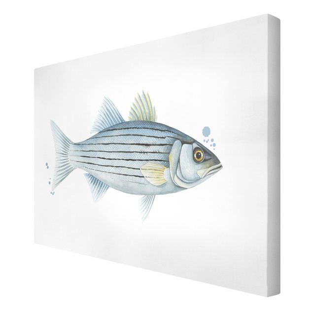Canvas prints animals Color Catch - White Perch