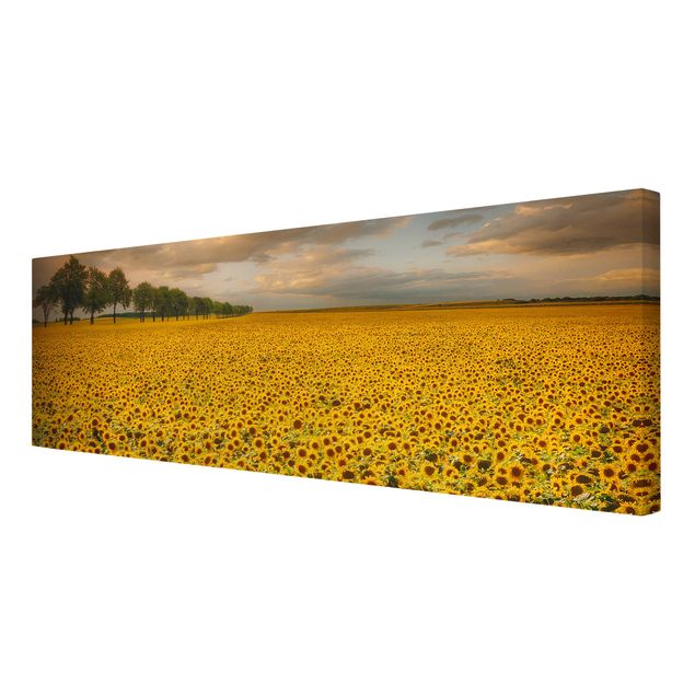Floral picture Field With Sunflowers