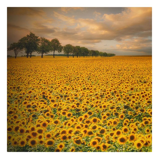 Floral canvas Field With Sunflowers