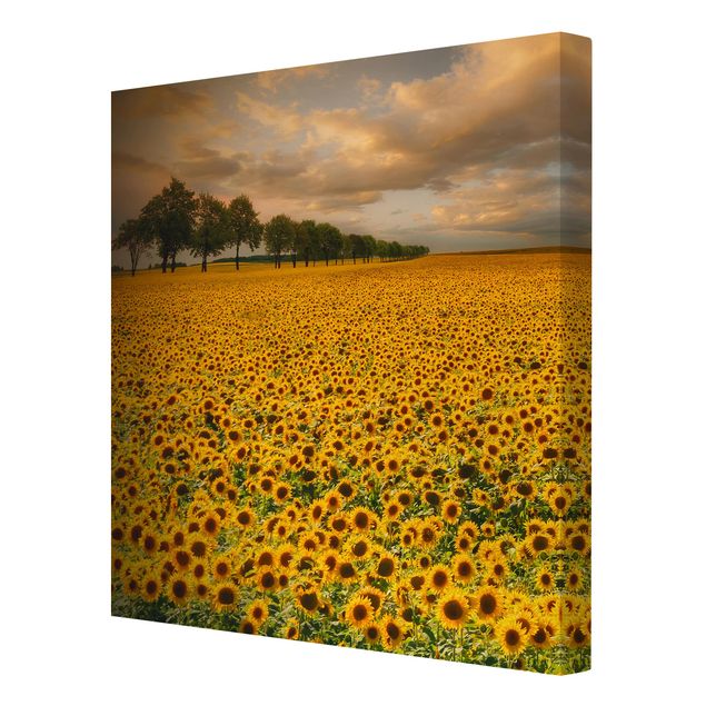 Floral picture Field With Sunflowers