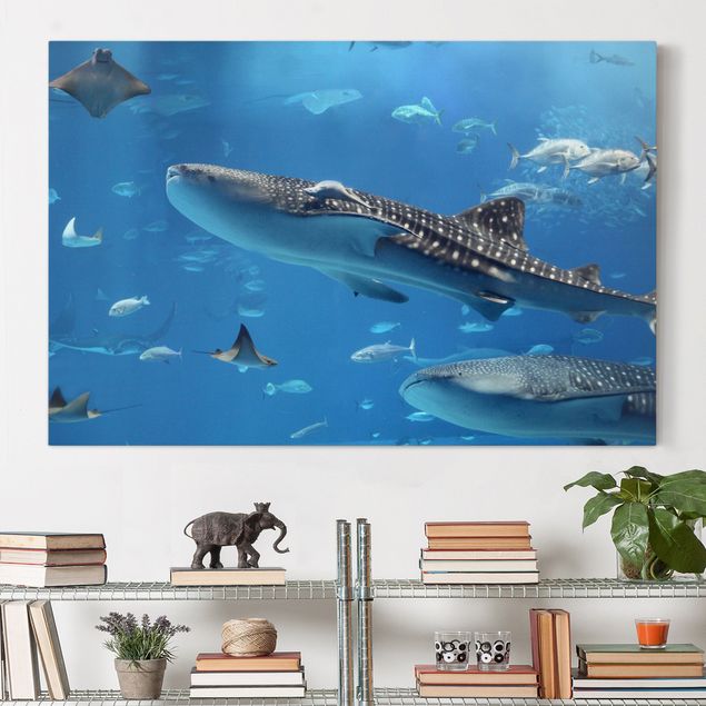 Canvas prints fishes Fish in the Sea