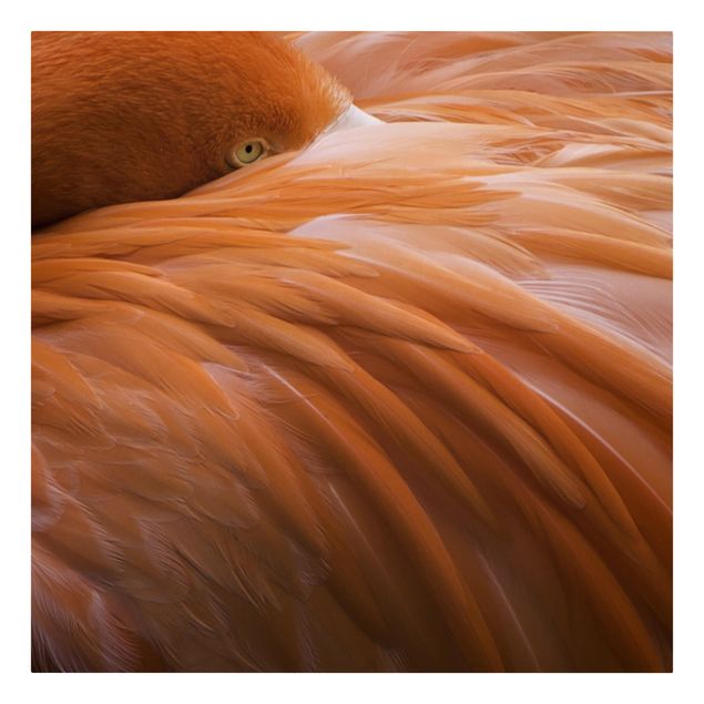 Animal canvas art Flamingo Feathers