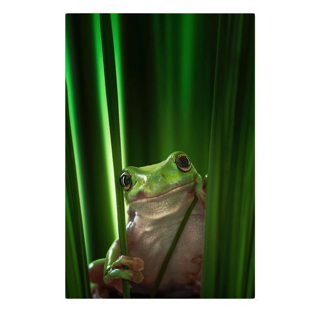 Animal canvas art Merry Frog