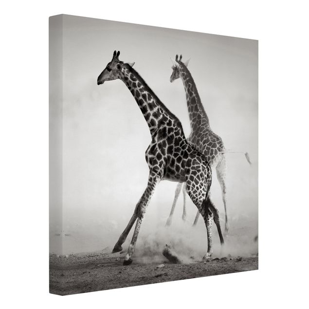 Canvas black and white Giraffe Hunt