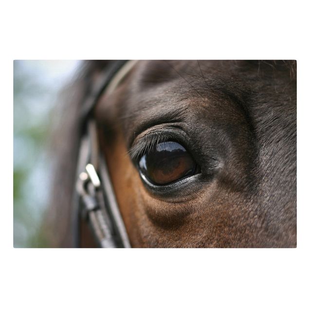 Animal canvas Horse Eye