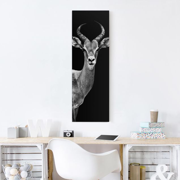 Canvas black and white Impala antelope black and white