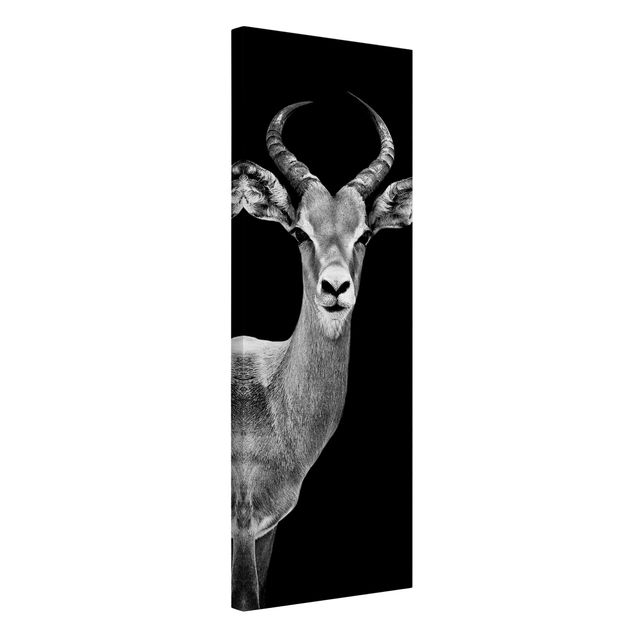 Contemporary art prints Impala antelope black and white
