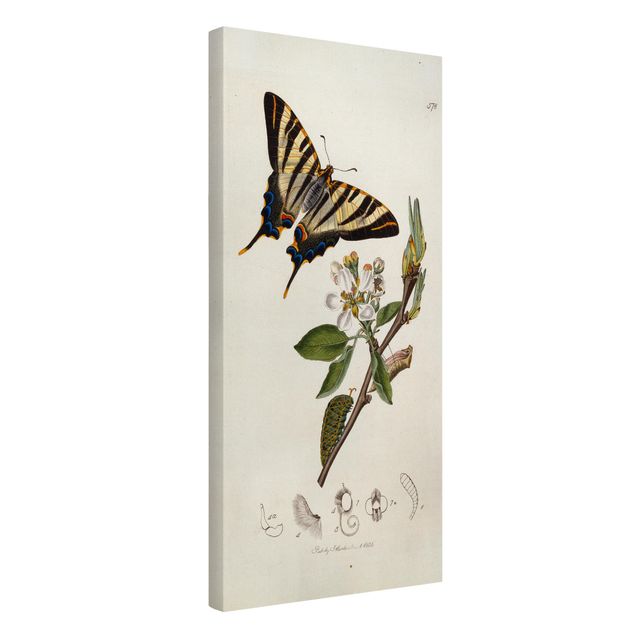 Art prints John Curtis - A Scarce Swallow-Tail Butterfly