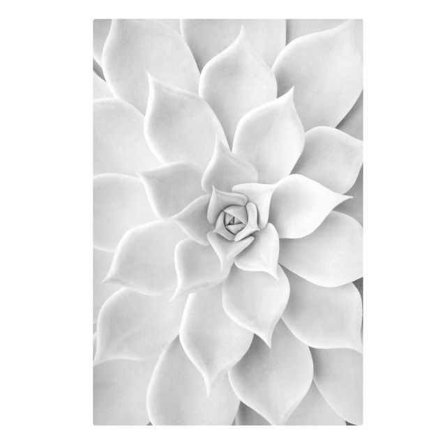 Prints black and white Cactus Succulent