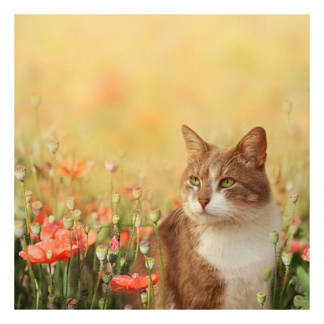 Cat canvas wall art Cat In A Field Of Poppies