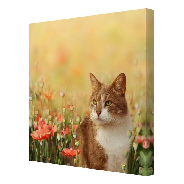 Animal canvas Cat In A Field Of Poppies