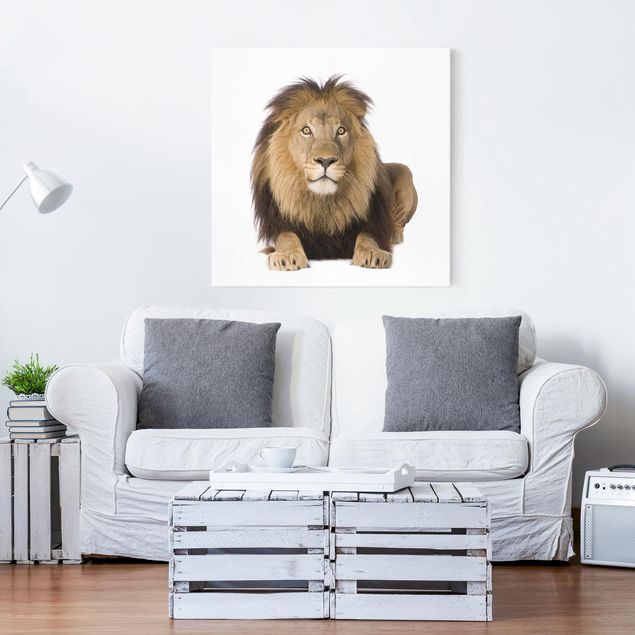 Canvas lion King Lion ll