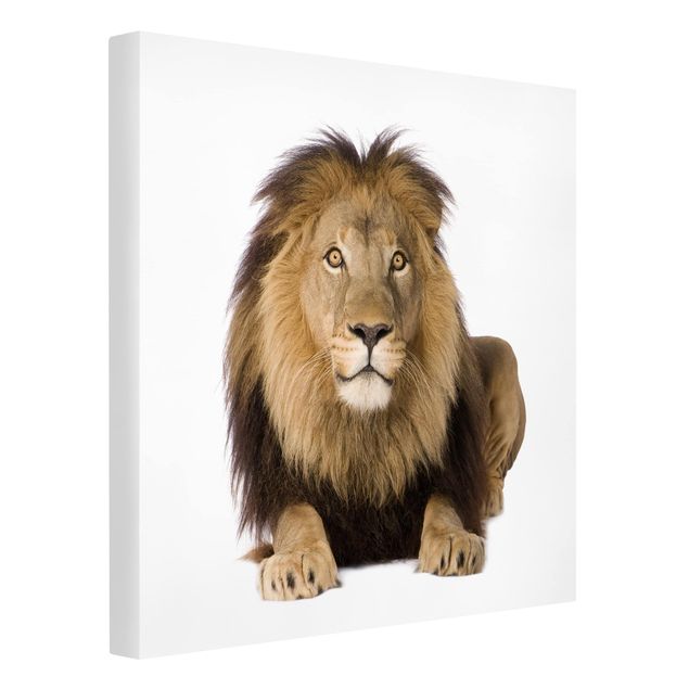 Prints animals King Lion ll