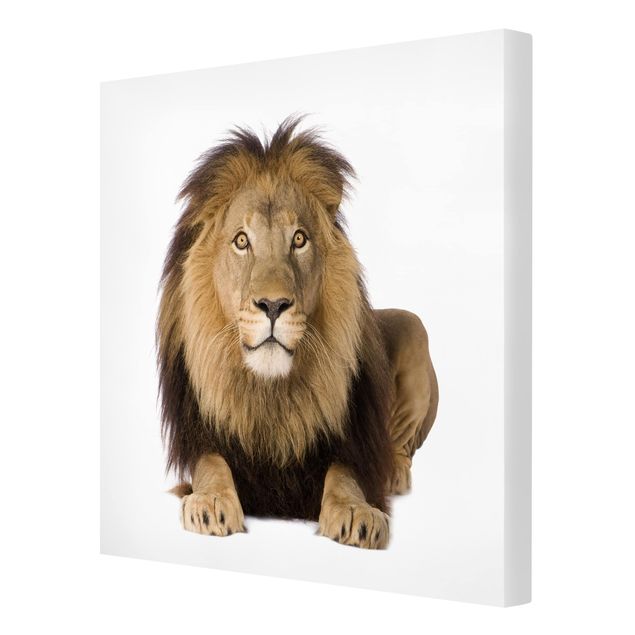 Animal canvas King Lion ll