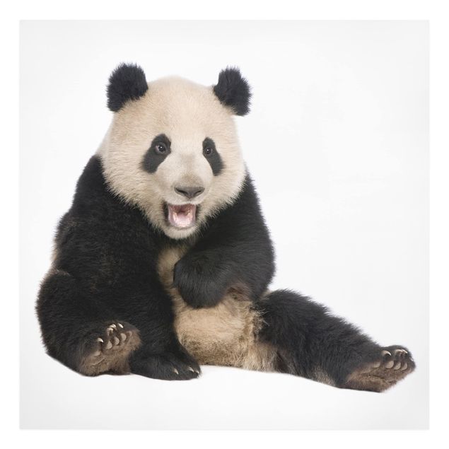 Animal canvas Laughing Panda