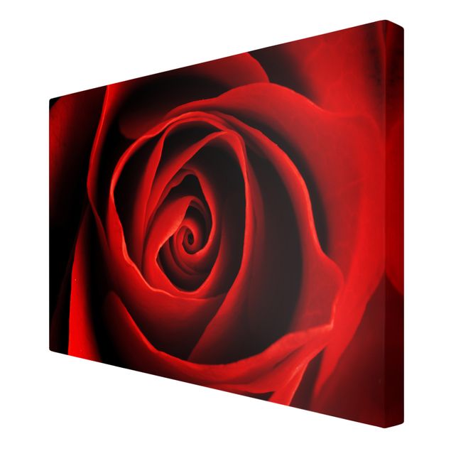 Red canvas wall art Lovely Rose