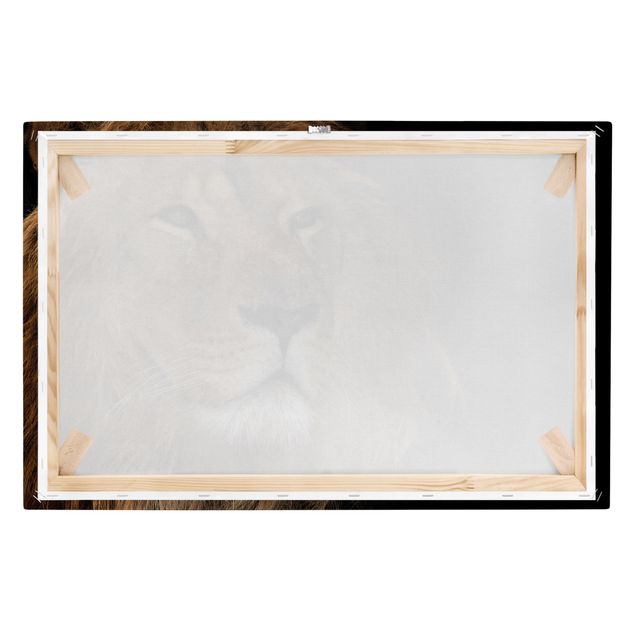 Animal canvas art Lion's Gaze