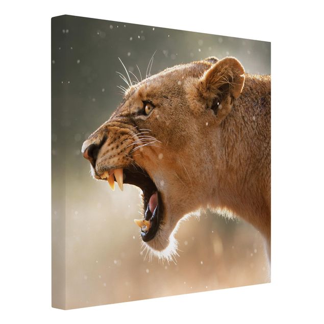 Lion canvas Lioness on the hunt