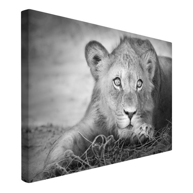 Canvas black and white Lurking Lionbaby