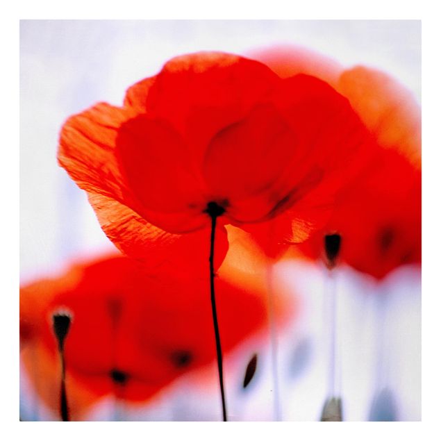 Floral picture Magic Poppies