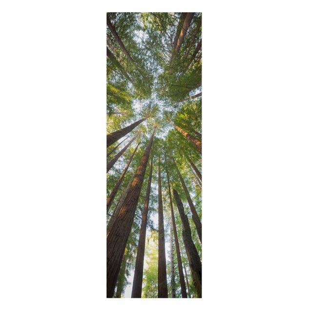 Modern art prints Sequoia Tree Tops