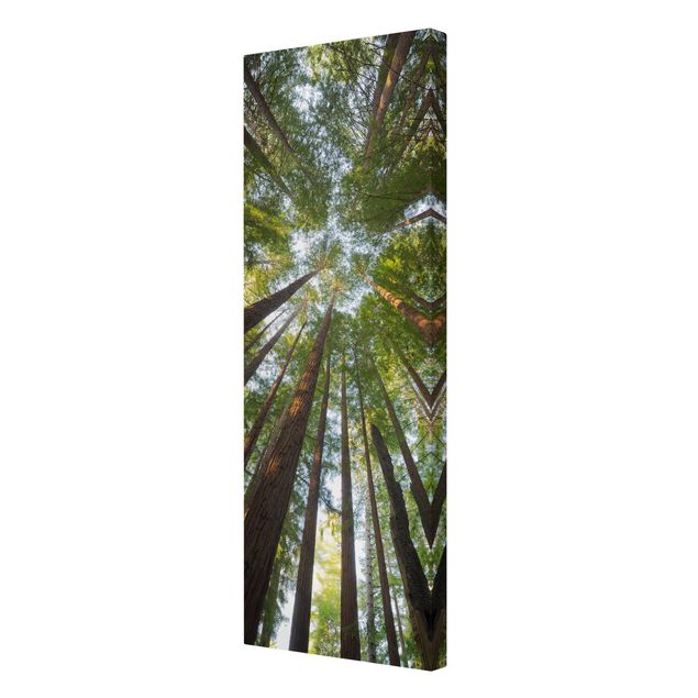 Canvas landscape Sequoia Tree Tops