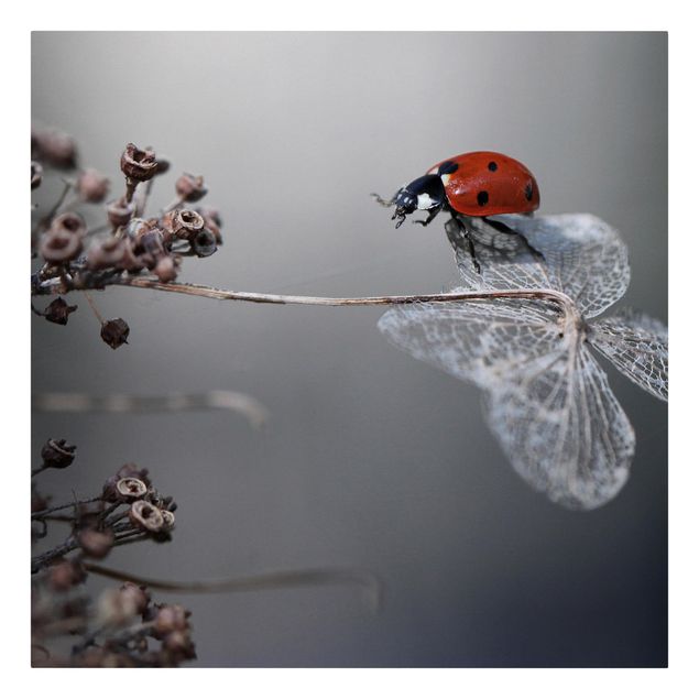 Red print Ladybird On Hydrangea