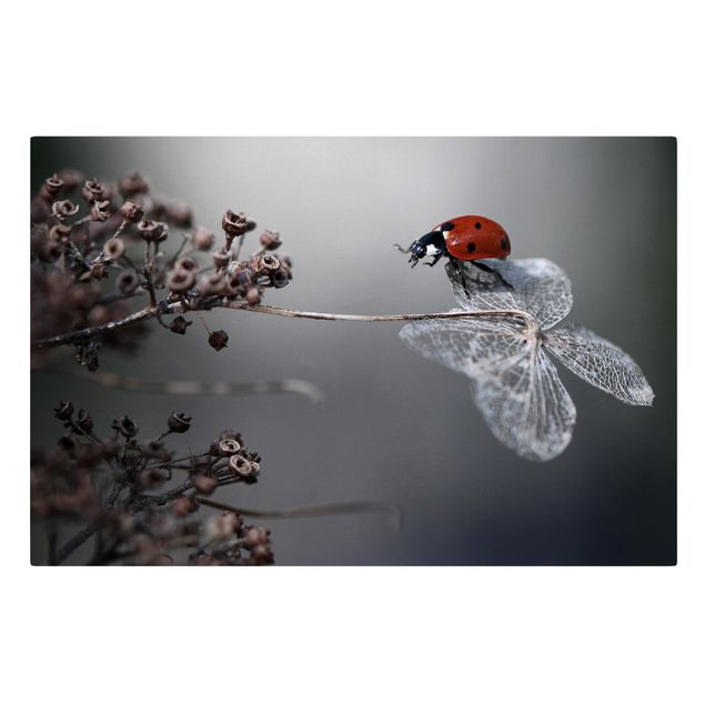 Red print Ladybird On Hydrangea