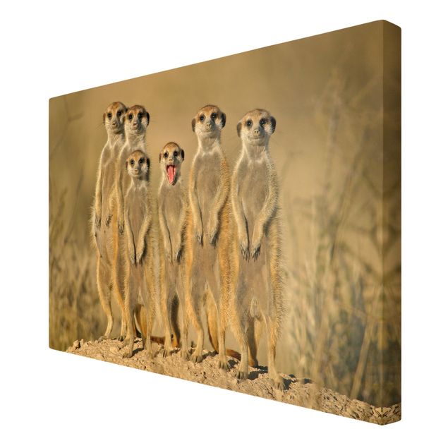 Canvas wall art Meerkat Family