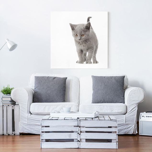 Cat canvas Mini Kitty