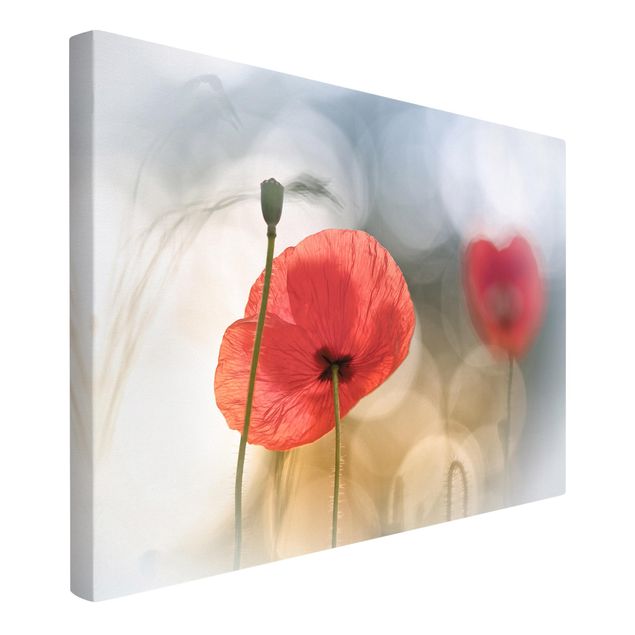 Floral canvas Poppies In The Morning