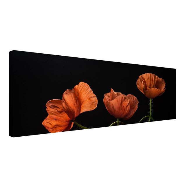 Floral canvas Poppies At Midnight