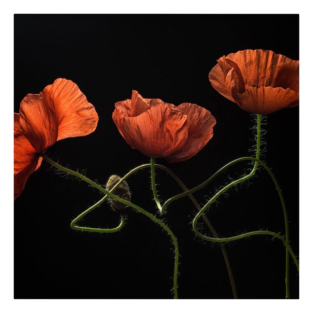 Floral picture Poppies At Midnight