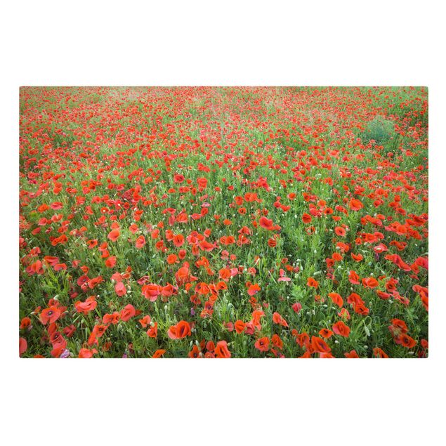 Floral prints Poppy Field