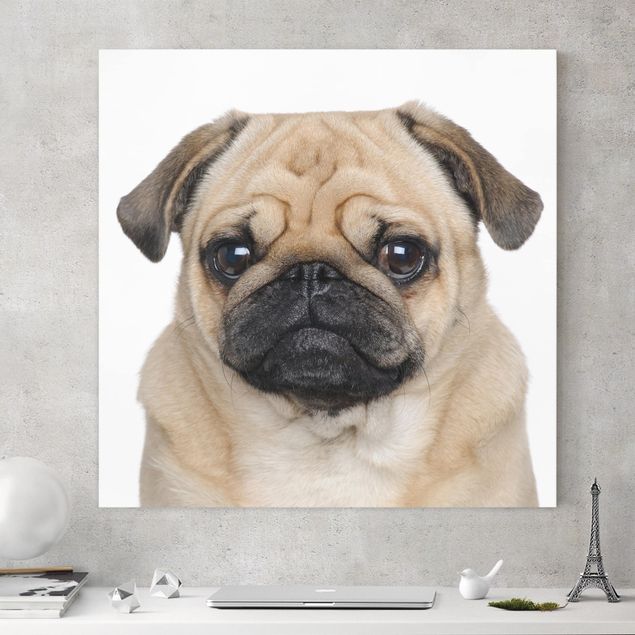 Kitchen Pug Portrait