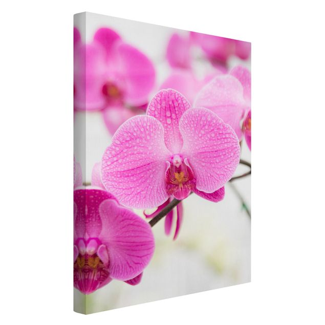 Prints floral Close-Up Orchid