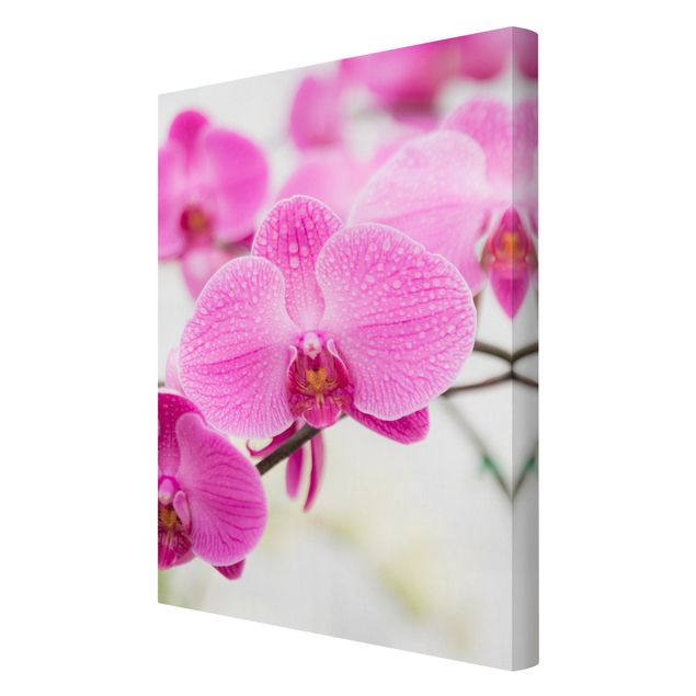 Contemporary art prints Close-Up Orchid