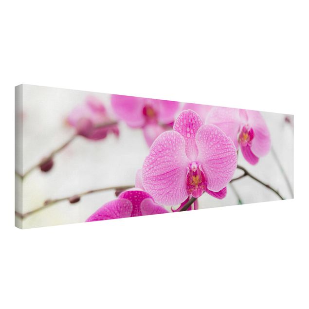 Prints floral Close-Up Orchid
