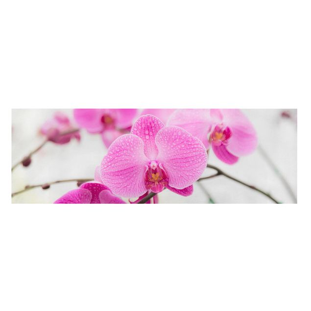 Floral prints Close-Up Orchid