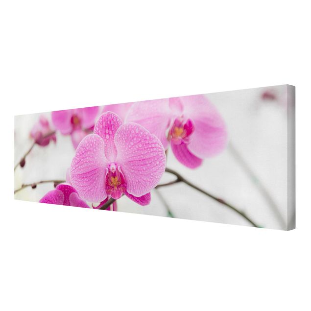 Contemporary art prints Close-Up Orchid
