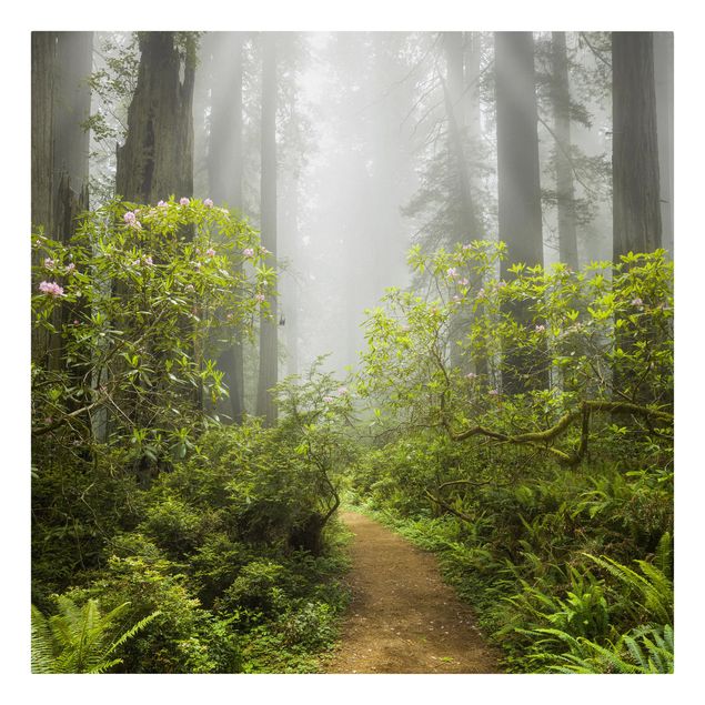 Canvas prints landscape Misty Forest Path