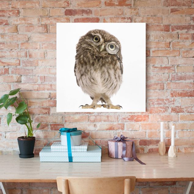Bird canvas wall art Curious Owl
