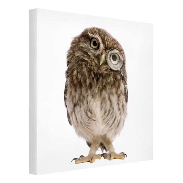 Contemporary art prints Curious Owl