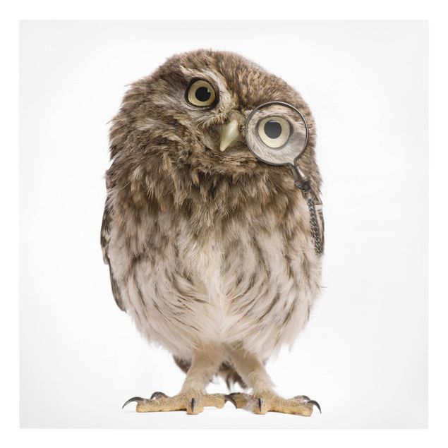 Canvas prints animals Curious Owl
