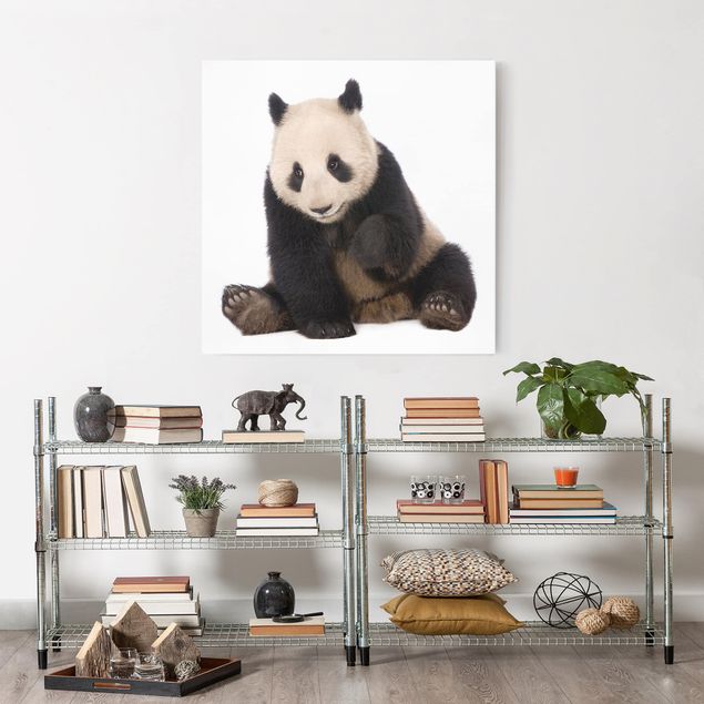 Animal canvas Panda Paws