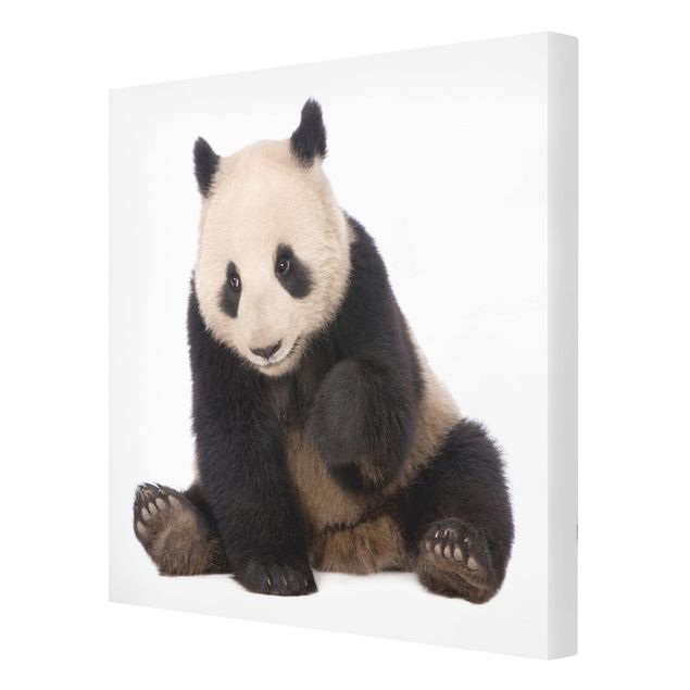 Prints Panda Paws