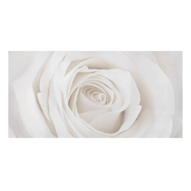 Modern art prints Pretty White Rose