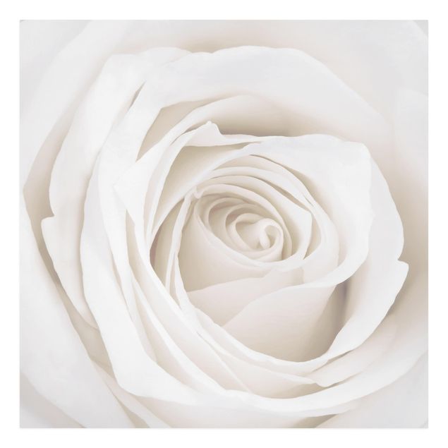 Modern art prints Pretty White Rose