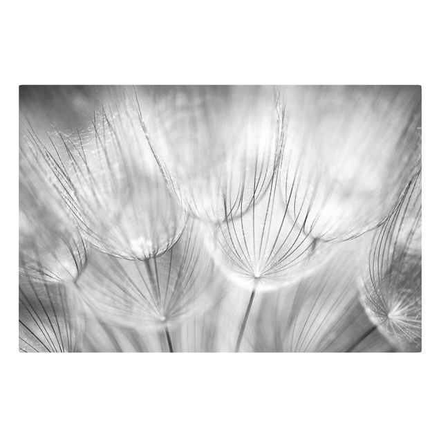Flower print Dandelions macro shot in black and white