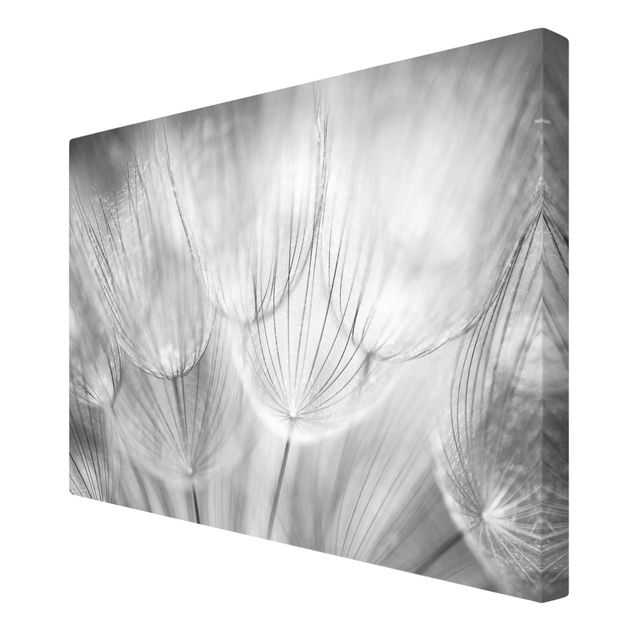 Prints flower Dandelions macro shot in black and white